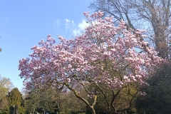 IMG_20250401_120813